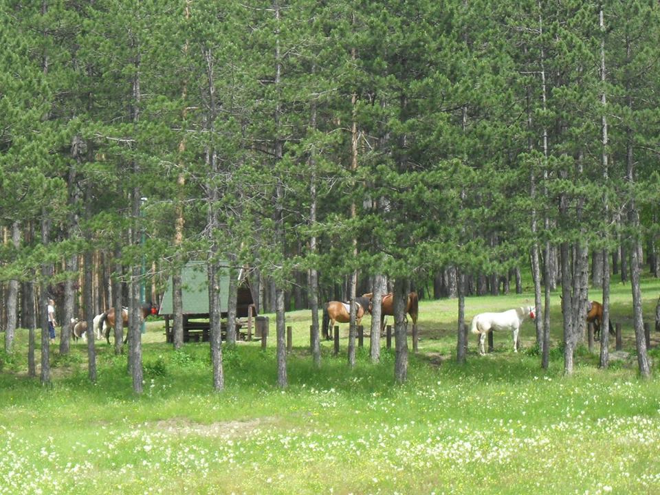 zlatibor-jahanje